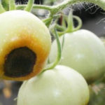 Defict-calciu-tomate1