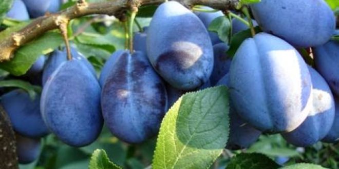 Prunele moldovenești în stare proaspătă vor fi comercializate pe piața din Canada