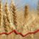 Bursa cerealelor: creșteri de preț la grâu, porumb și rapiță