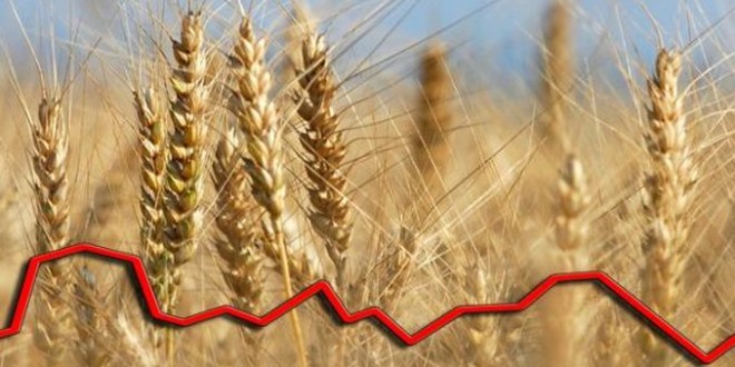Prețul grâului, la cel mai ridicat nivel din decembrie 2012