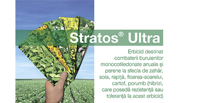 Stratos Ultra – cea mai eficientă soluție în combaterea buruienilor și samuraslei în cultura de rapiță