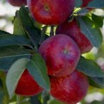 În Rusia crește prețul la mere