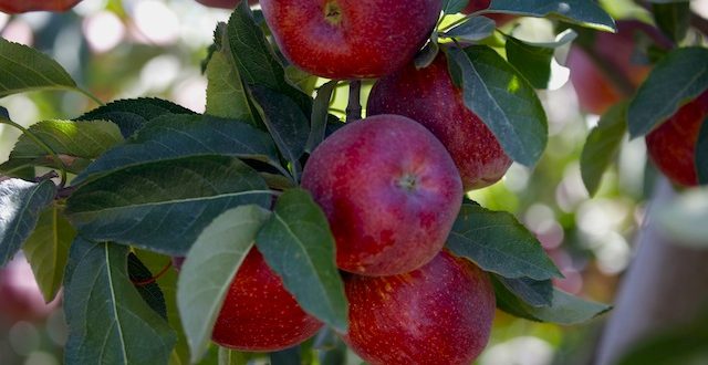 Republica Moldova – cel mare exportator de mere în Rusia în luna ianuarie