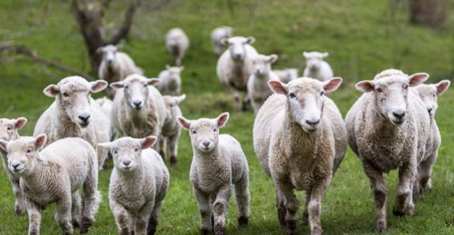 România – cel mai mare exportator de ovine!