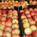 O nouă interdicție pentru fructele moldovenești în Rusia?