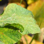 Avertizare fitosanitară de acarieni la soia – 3 august