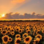 Efectul Coridorului Verde: România este cel mai mare importator de semințe de floarea soarelui din Ucraina