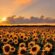 Efectul Coridorului Verde: România este cel mai mare importator de semințe de floarea soarelui din Ucraina