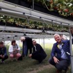 Lecții învățate din experiența producătorilor de căpșun din Olanda