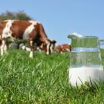 Laptele moldovenesc, pe cale de dispariție