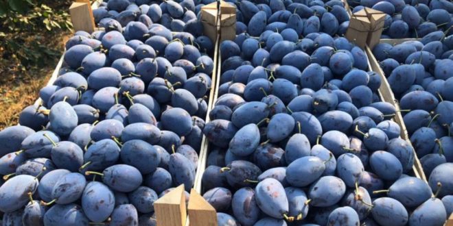 Peste 600 de tone de prune moldovenești au ajuns în magazinele din Germania
