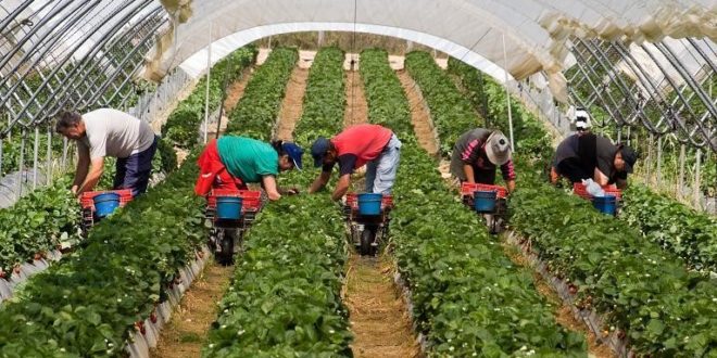 Strigăt disperat: Marea Britanie are nevoie de 90.000 de muncitori în sectorul agricol