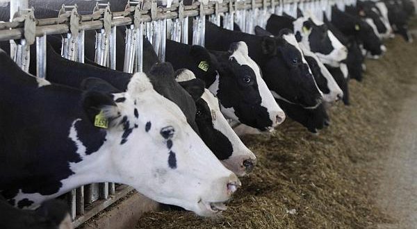 Germania cere UE să ia măsuri în sprijinul producătorilor de lapte