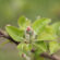 Cum să reducem efectul înghețurilor târzii de primăvară asupra pomilor de măr și păr