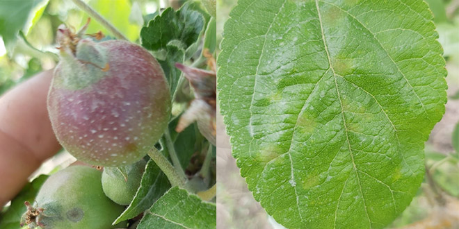 Avertizare fitosanitară: rapănul mărului – 28 mai 2020