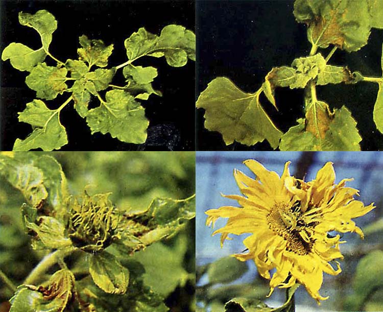 Carență acută de bor în diferite faze de dezvoltare a florii soarelui. 