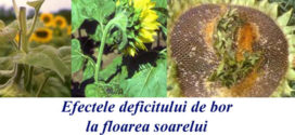 Fertilizarea foliară cu bor la floarea soarelui