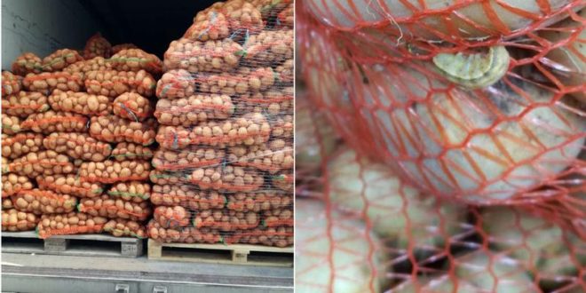 ANSA a returnat un lot de 21 de tone de cartofi din România care urma să ajungă în magazinele din țară. Ce au depistat inspectorii?