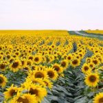 Fermierii români ar putea pierde un milion de ha de porumb și floarea soarelui
