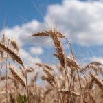 Ministerul Agriculturii prognozează o recoltă de 600 mii tone de grâu