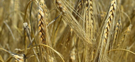 O nouă surpriză pe piața cerealelor – prețul orzului peste cel al grâului