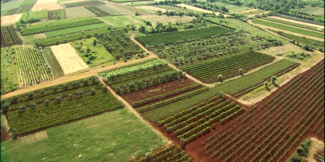 Croația le interzice străinilor să cumpere terenuri agricole