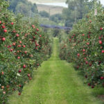 Rusia ar putea în 5 ani să dubleze producția de mere