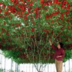 Copacul care produce… o tonă de roşii pe an