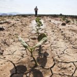 Peste 2 milioane de hectare distruse de secetă în România: agricultorii solicită amânarea ratelor la credite