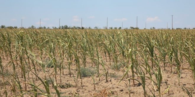 Fermierii de la sud, în prag de catastrofă: Pierderi masive la recolta de floarea soarelui și porumb. 7 mii ha, fără niciun bob, doar la Cahul