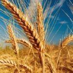 Prețul grâului a scăzut, revenind la nivelul de dinainte de conflictul din Ucraina