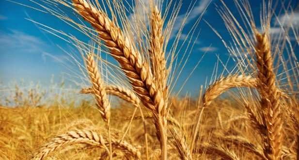 Prețul grâului a scăzut, revenind la nivelul de dinainte de conflictul din Ucraina
