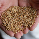 Prima ţară din lume care aprobă un soi de grâu modificat genetic, rezistent la secetă