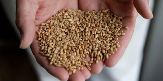 Prima ţară din lume care aprobă un soi de grâu modificat genetic, rezistent la secetă