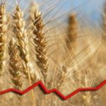 În ultimul an, prețul grâului a crescut cu peste 40%
