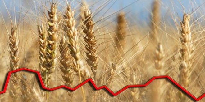 Nouă recoltă de grâu cotată la peste 438 de euro