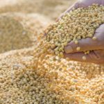 Importurile chineze de soia ar putea ajunge la 100 de milioane de tone