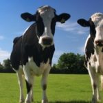 Statul va oferi bani pentru fermierii care cresc bovine, ovine și caprine