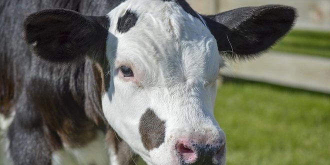 Ministerul Agriculturii lansează primul apel de subvenționare per cap de animal
