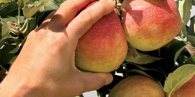 Rak 3+4 – Борьба с яблонной плодожоркой и листовертками