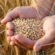 Producția globală de cereale va scădea cu peste 13 milioane de tone