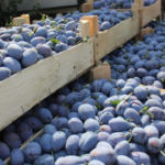 Republica Moldova a majorat exporturile de fructe, uleiuri vegetale și vin spre țările UE