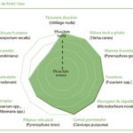 Kinto® Duo – De la rădăcini sănătoase la recolte înalte!
