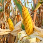 Медленный темп уборки кукурузы не позволяет снизить цены на зерновую — аналитики