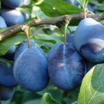 Republica Moldova a valorificat în acest sezon cota de export în UE la prune