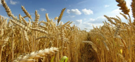 Cum depășim stresul la cereale și le oferim energia de creștere