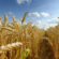 Зерновые: энергия и преодоление стресса с помощью одной комбинации