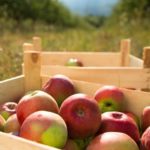 Producţia de mere în UE – mai mare cu 10% faţă de anul trecut