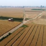 China stochează cereale cu orice preț – din frică de o criza alimentară