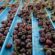 Roșiile, strugurii de masă, usturoiul, merele, cireșele și prunele din Republica Moldova: vor fi exportate fără taxe pe piața UE timp de un an